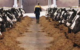 Производство комбикормов выросло на 7%, но поголовье коров сокращается / Агро-Матик