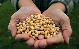 Новые сорта нута будут адаптированными к&nbsp;холодному климату / Агро-Матик