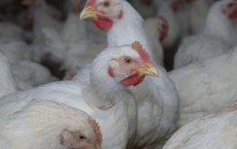 Влияние протеино-энергетического концентрата на&nbsp;мясную продуктивность цыплят-бройлеров / Агро-Матик