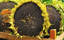 Подсолнечная мука и&nbsp;горох могут использоваться как альтернатива соевому шроту в&nbsp;комбикормах для овец / Агро-Матик