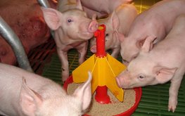 Основные тенденции на&nbsp;рынке оборудования для свинокомплексов / Агро-Матик
