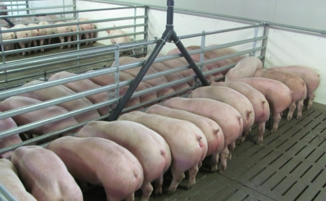 Зернобобовые в кормлении свиней / Агро-Матик