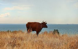 В&nbsp;Крыму хотят кормить сельхозживотных эфиромасличными культурами / Агро-Матик