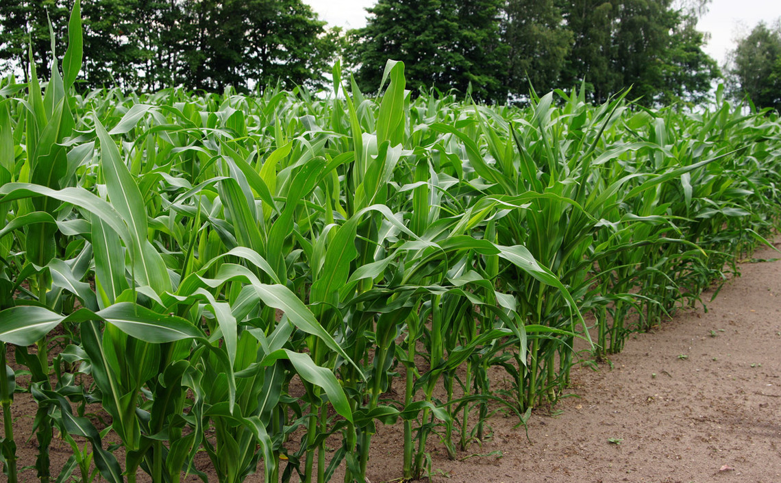 В США разработали сенсорные браслеты для кукурузы / Агро-Матик