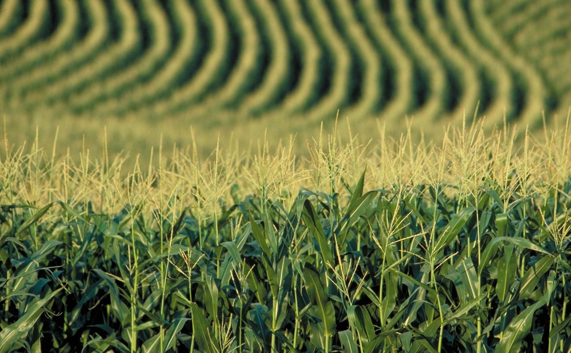 Снимки из космоса покажут оптимальное время сбора урожая кукурузы / Агро-Матик