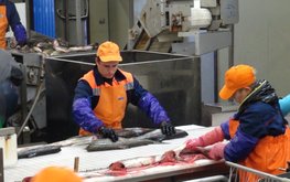 Оборудование для завода по&nbsp;производству рыбной муки и&nbsp;рыбьего жира на&nbsp;Южных Курилах завезут из&nbsp;Таиланда / Агро-Матик
