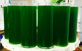 На&nbsp;севере Казахстана производят инновационные кормовые добавки из&nbsp;водорослей / Агро-Матик