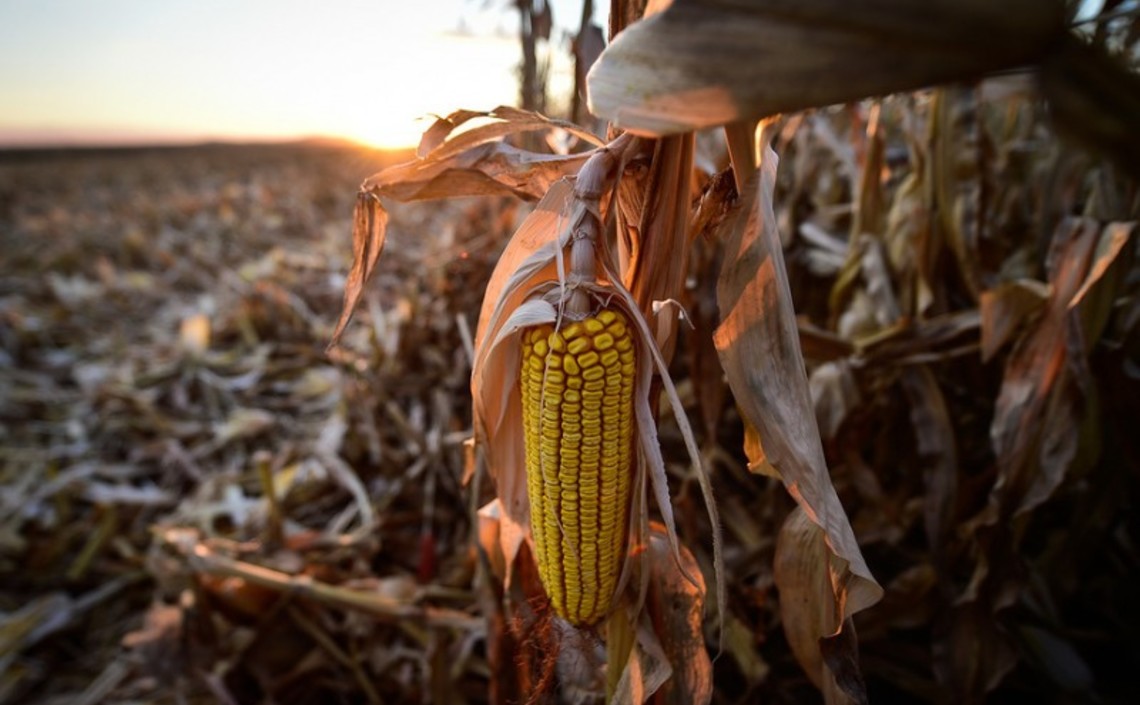 Урожай кукурузы может снизиться до минимума с 2012 года / Агро-Матик