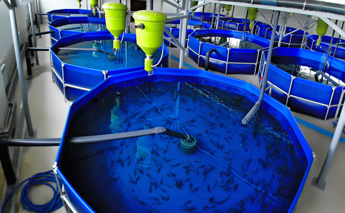 ЕЭК обнулила ввозные пошлины на оборудование для выращивания рыбы / Агро-Матик
