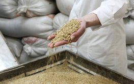 В&nbsp;Красноярском крае хотят построить завод по&nbsp;глубокой переработке зерна / Агро-Матик