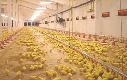 В&nbsp;Калининградской области запущена новая птицефабрика / Агро-Матик