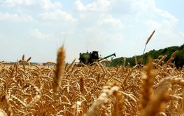 Уборка зерновых в&nbsp;Нижегородском регионе вышла на&nbsp;финишную прямую / Агро-Матик