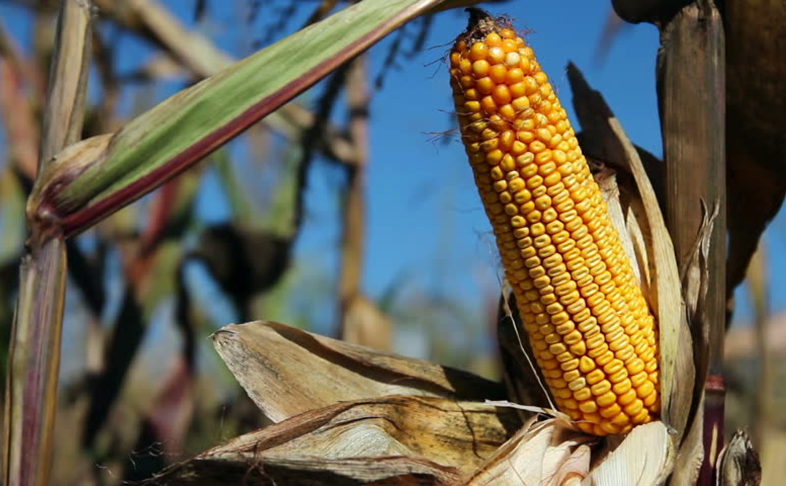 Российский урожай кукурузы назвали рекордно низким за последние годы / Агро-Матик