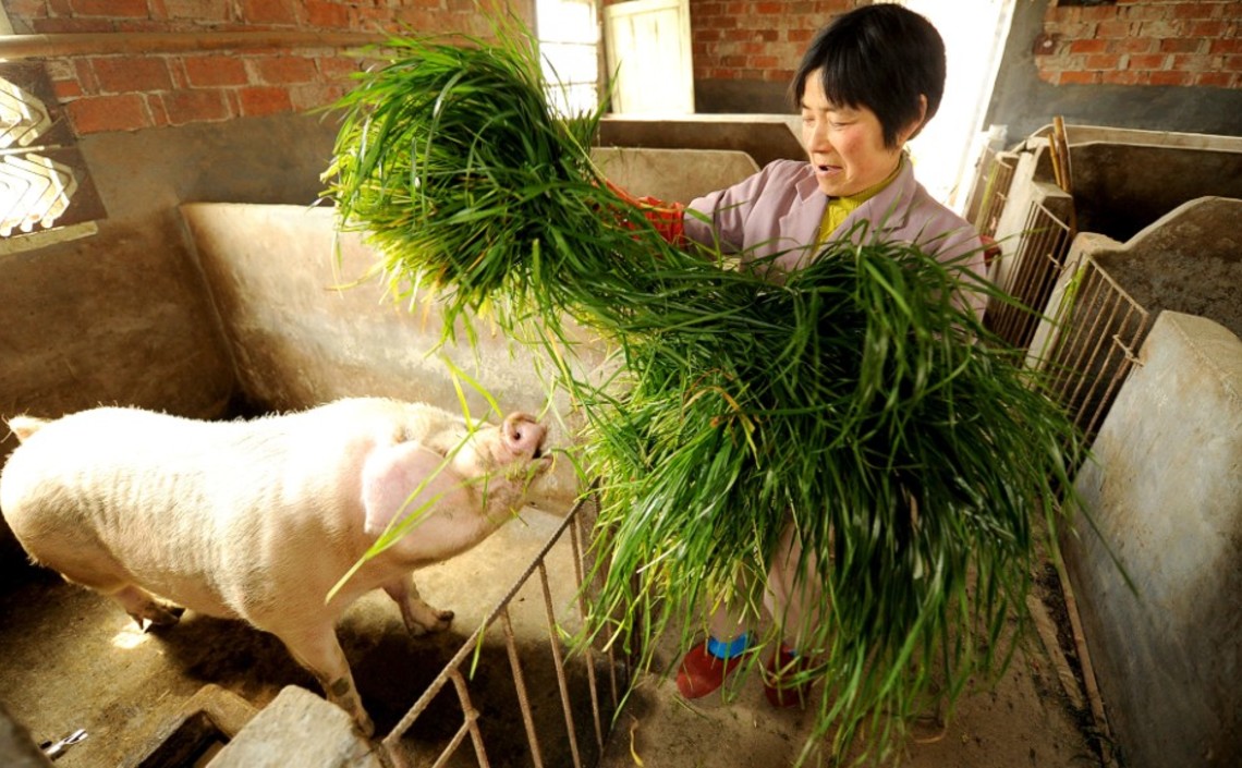 Китайские ученые: овощи могут помочь в борьбе с АЧС / Агро-Матик
