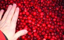Клюква в&nbsp;питании цыплят&nbsp;&mdash; альтернатива антибиотикам / Агро-Матик