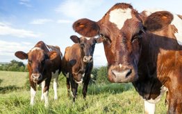 Доказано, что концентраты &laquo;Агро-Матик&raquo; повышают продуктивность молочных коров / Агро-Матик