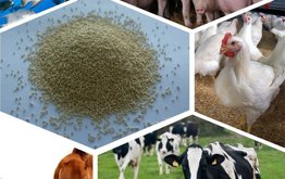 Рынок кормовых протеинов превысит 200 млрд долларов к&nbsp;2024 году / Агро-Матик