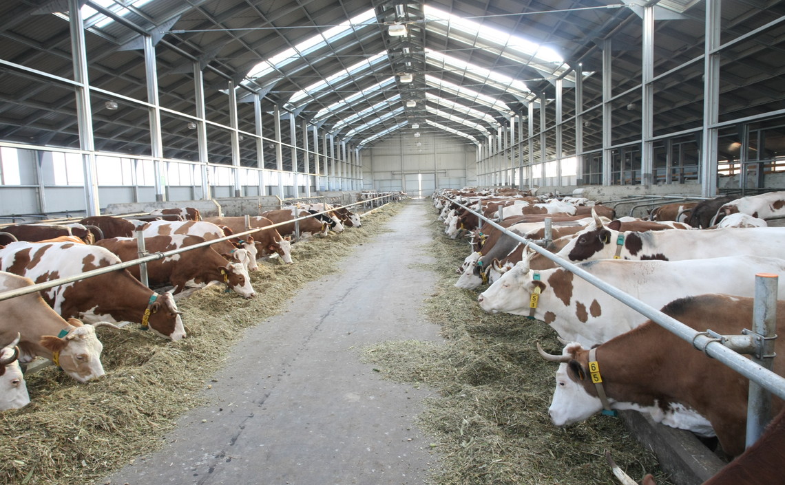 Венгерские инвесторы построят в Мордовии молочный комплекс / Агро-Матик