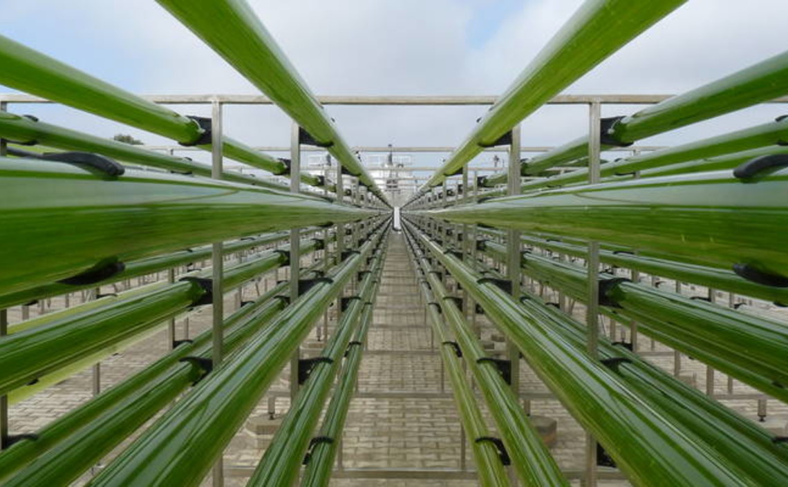 Тренды мексиканского агропрома: выращивание водорослей и производство муки из насекомых / Агро-Матик