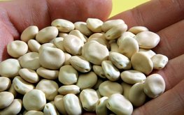Белый люпин в&nbsp;кормлении сельскохозяйственных животных и&nbsp;птицы / Агро-Матик
