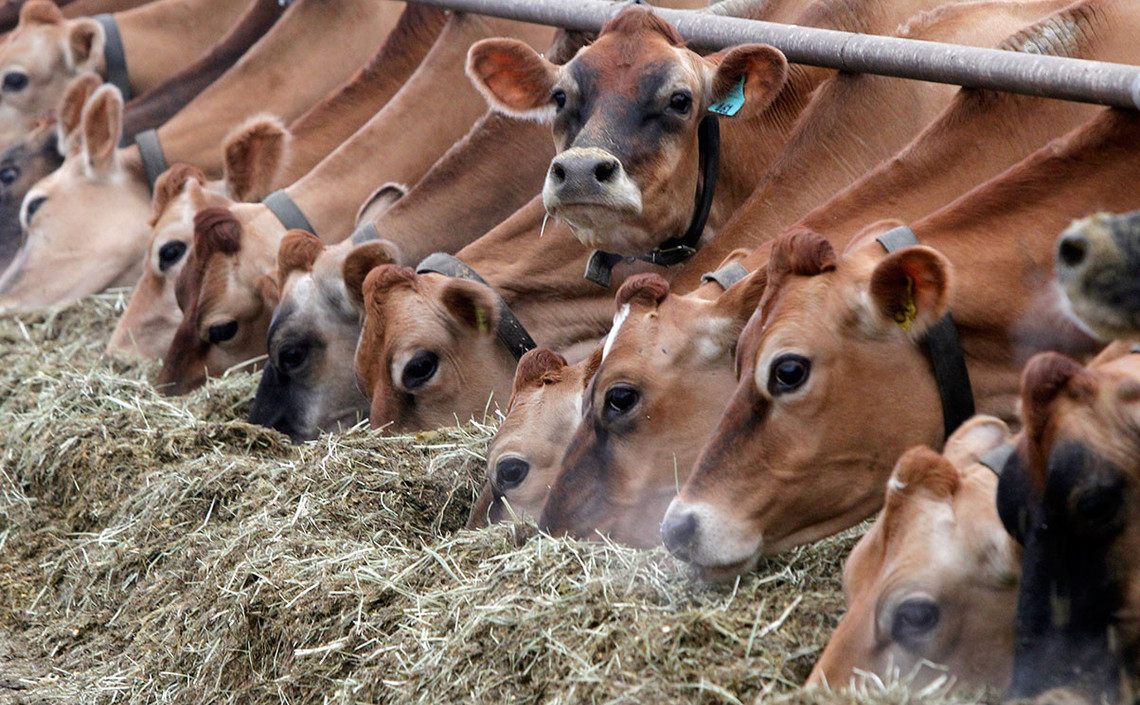 Башкирским фермерам разрешили покупать крупный рогатый скот в лизинг / Агро-Матик