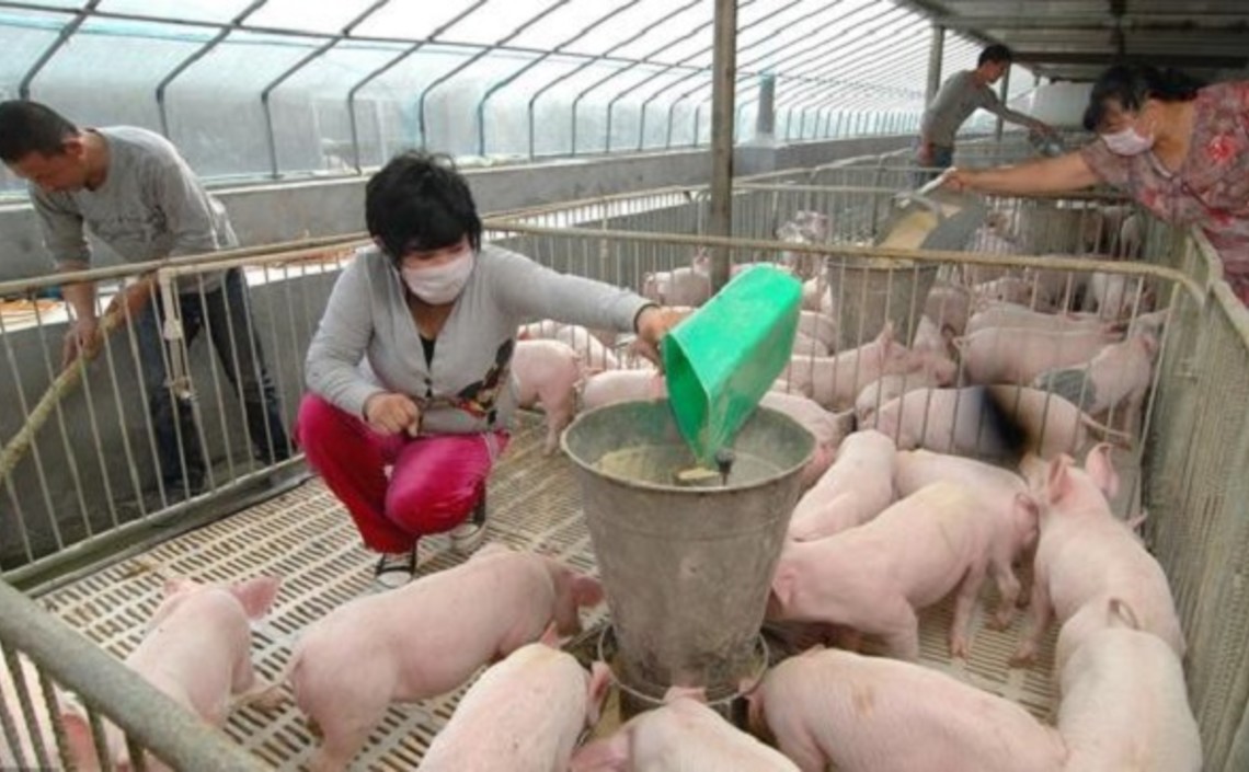 Китай сократит импорт сои благодаря новым стандартам на корма / Агро-Матик