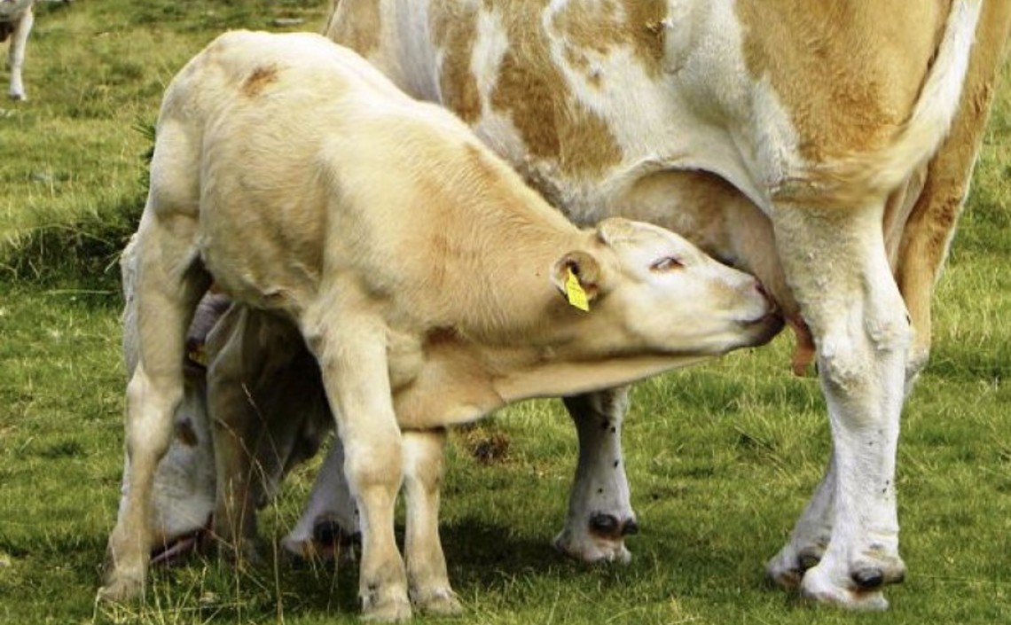 Коровы в период лактации должны получать больше селена вместе с кормами / Агро-Матик