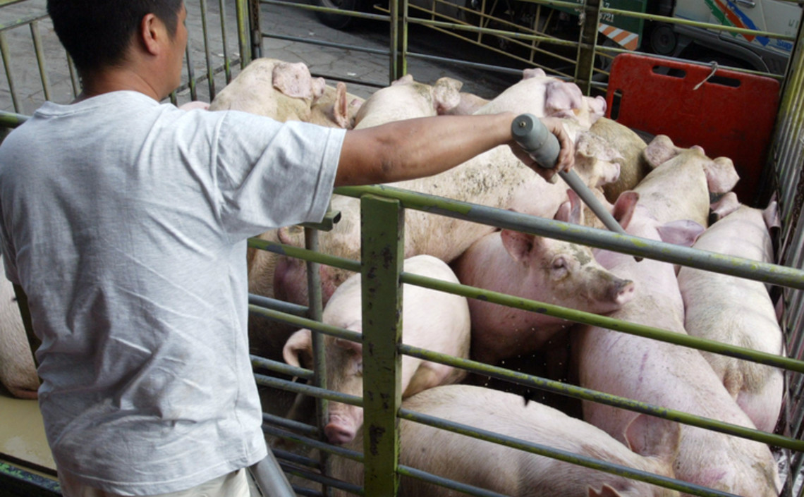 Среди свиней. Животноводство Китая. Свиньи в хозяйстве.