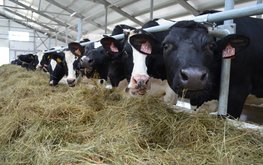 На&nbsp;Ставрополье увеличилось производство животноводческой продукции / Агро-Матик