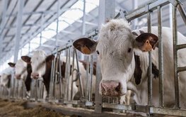 В&nbsp;Башкирии будут испытывать новые корма и&nbsp;добавки для животноводства / Агро-Матик