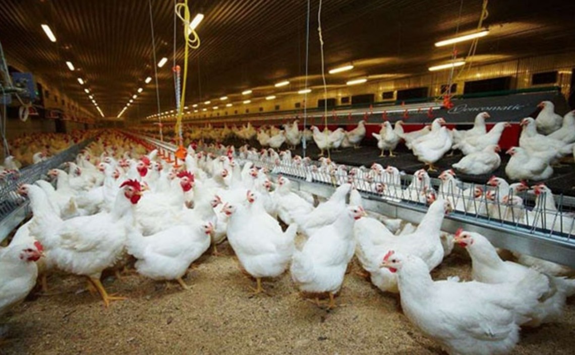 Производство мяса птицы будет расти, но более медленными темпами / Агро-Матик