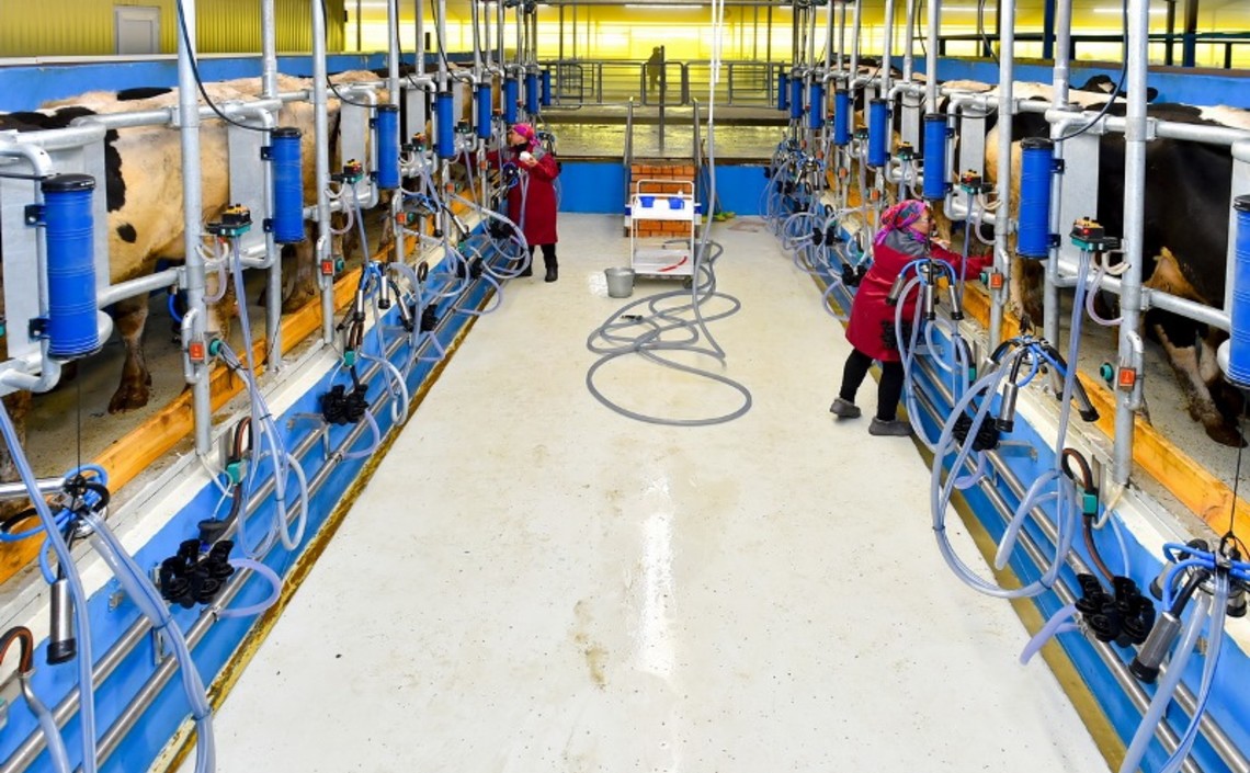 Молочные комплексы и откормочные площадки строят в Северном Казахстане / Агро-Матик