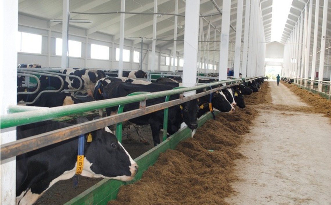 Влияние белкового концентрата на молочную продуктивность коров / Агро-Матик