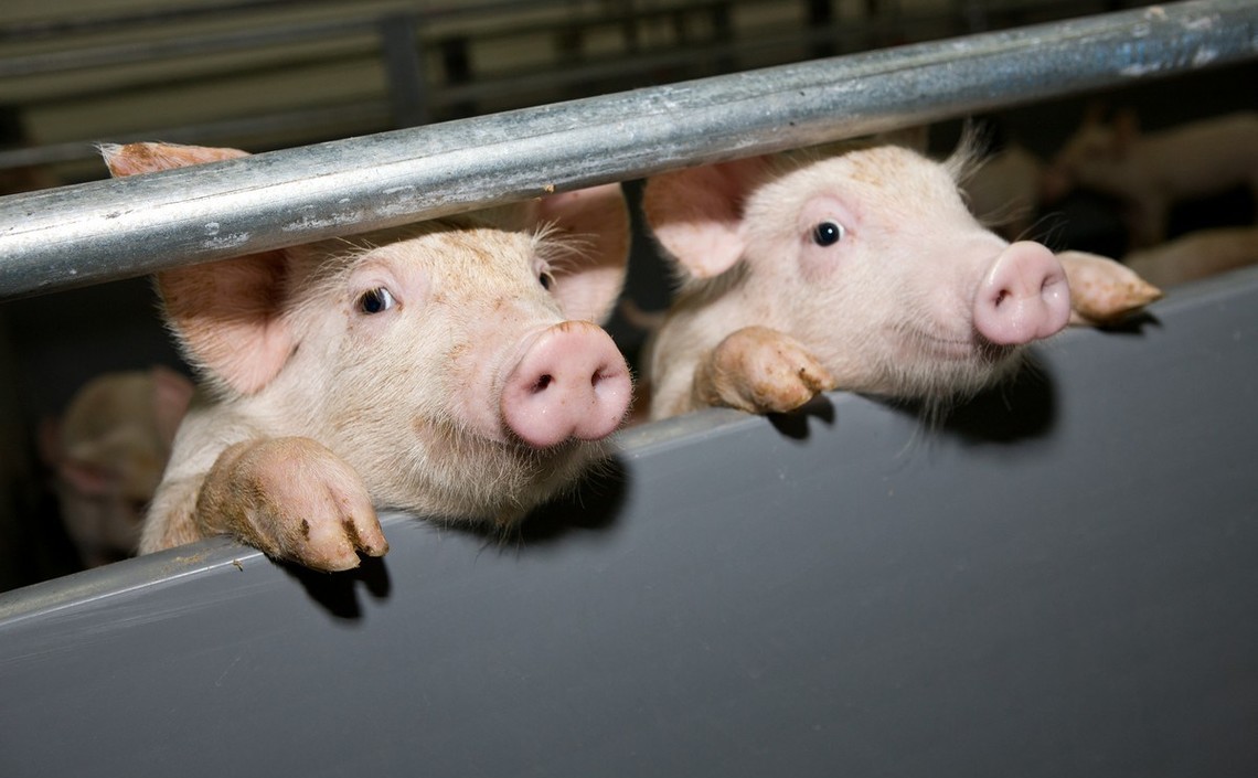 За пять лет производство свинины увеличится на 1,1 млн тонн / Агро-Матик