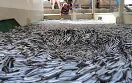 Рыбопереработчики предложили снять эмбарго на&nbsp;поставки рыбы в&nbsp;Россию из&nbsp;некоторых стран / Агро-Матик
