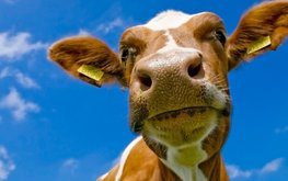 Ученые обещают поднять качество молока на&nbsp;небывалую высоту / Агро-Матик