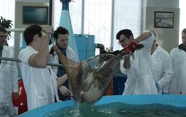Использование белкового концентрата &laquo;Агро-Матик&raquo; при выращивании ленского осетра / Агро-Матик