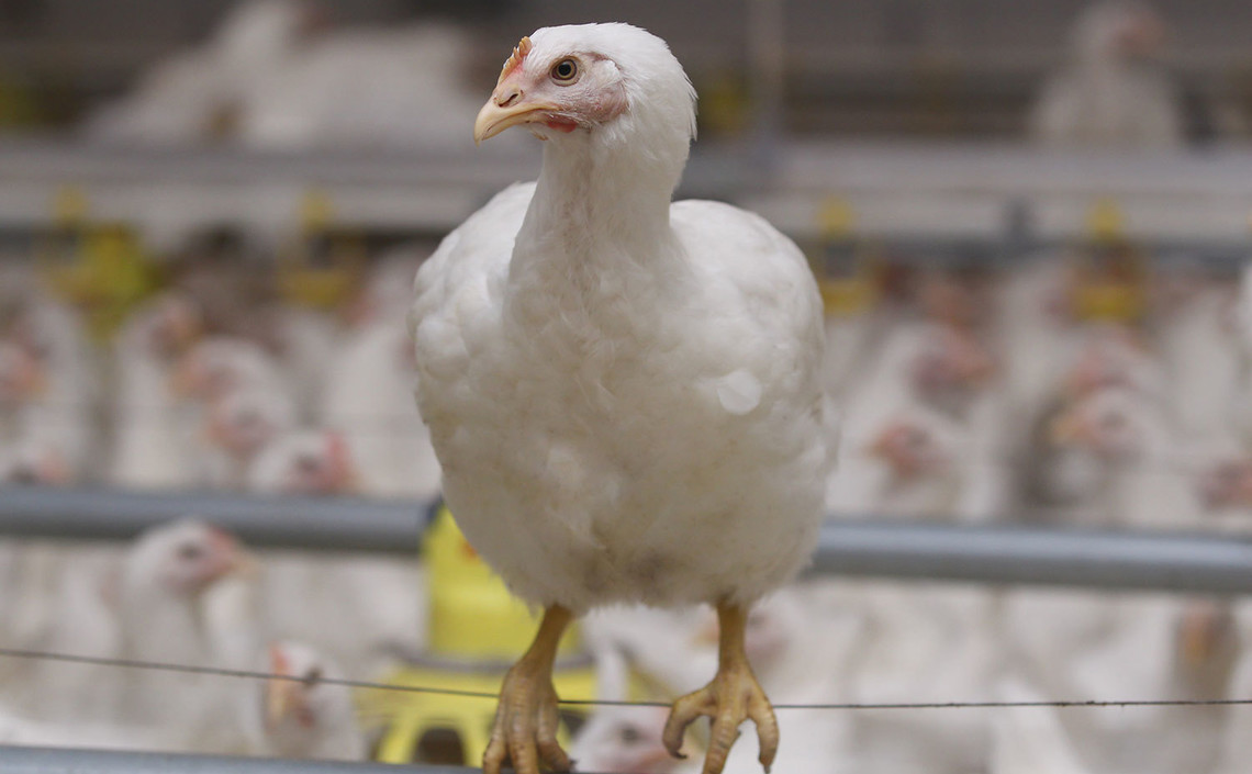 Крупнейший производитель мяса птицы в России расширяет производство / Агро-Матик