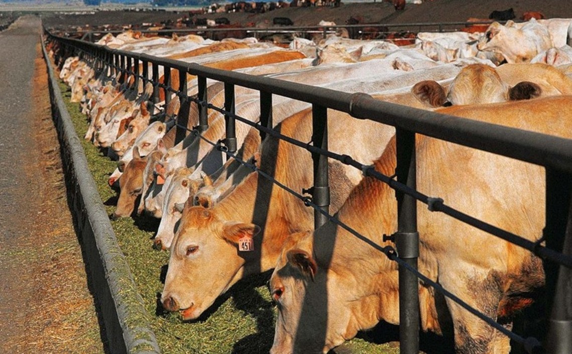 Казахстан нарастил экспорт сельхозпродукции / Агро-Матик