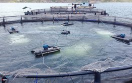 Американские производители комбикормов объединяются для создания новых продуктов / Агро-Матик