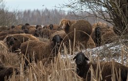 За&nbsp;11&nbsp;месяцев в&nbsp;России произвели 340 тонн комбикормов для овец / Агро-Матик