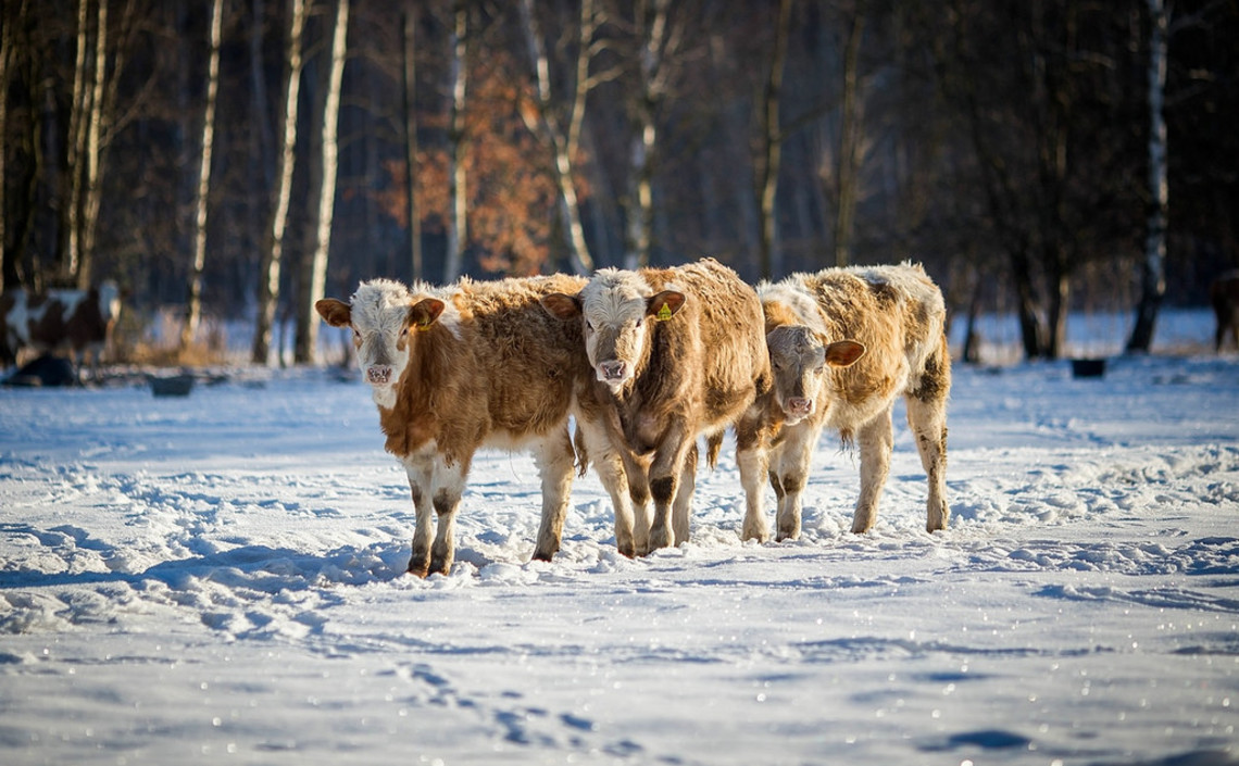 В Вологодской области возобновят программу по замене домашнего скота / Агро-Матик