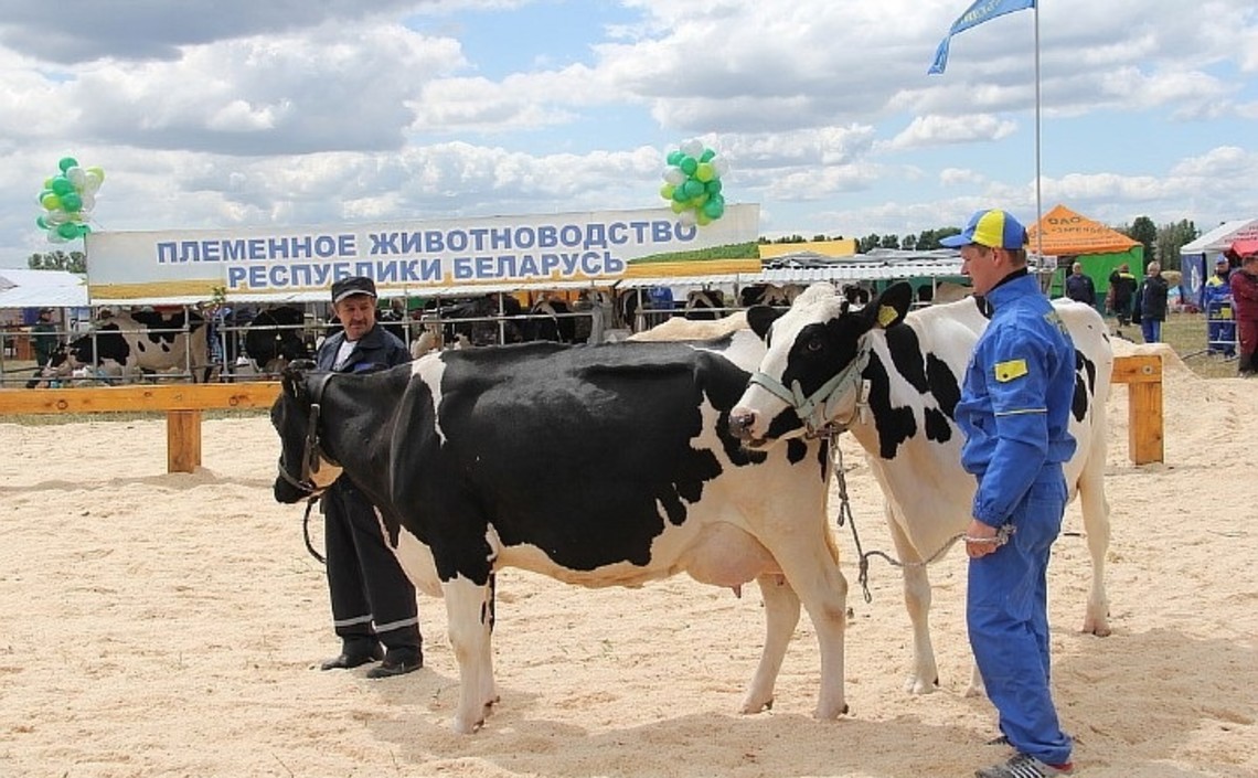 В Белоруссии правительство увеличило субсидии на тонну молока и мяса / Агро-Матик