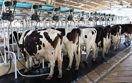 Молочному животноводству Воронежской области могут сократить субсидирование / Агро-Матик
