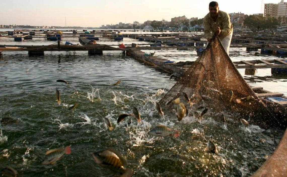 Рыбоводы Египта и Туниса поделятся наработками / Агро-Матик