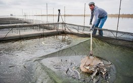 Губернатор Глеб Никитин утвердил программу &laquo;Развитие товарной аквакультуры в&nbsp;Нижегородской области&raquo; / Агро-Матик