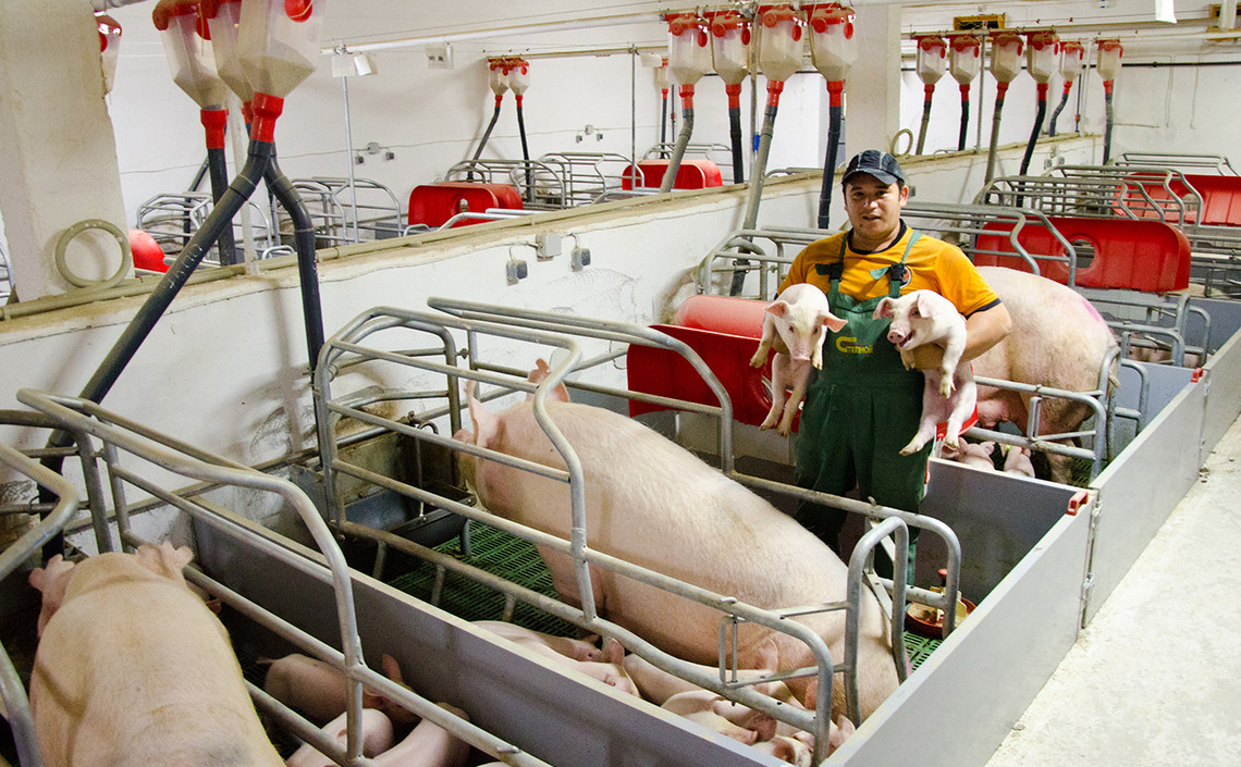 Минсельхоз ожидает рост производства свинины в 2019 году / Агро-Матик