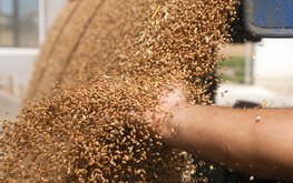 Сибирская аграрная группа построит завод по&nbsp;переработке зерна / Агро-Матик