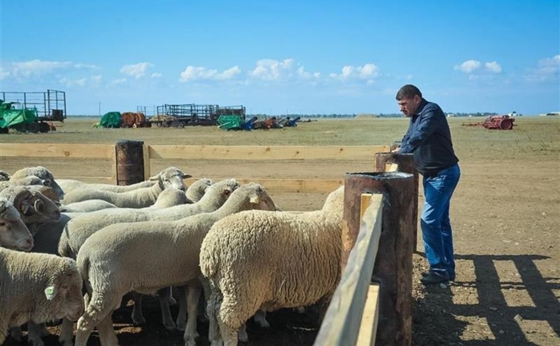 Нижегородские фермеры получат господдержку на разведение овец и коз / Агро-Матик