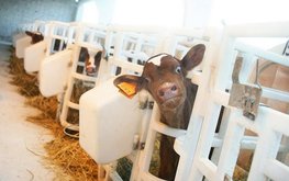 Пять крупных молочных комплексов в&nbsp;Кировской области построят в&nbsp;ближайшую пятилетку / Агро-Матик